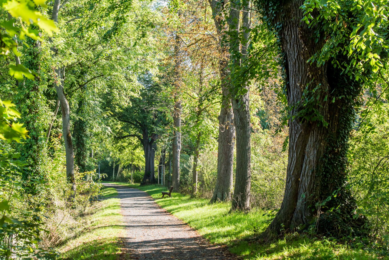Ein Weg unter altem Baumbestand am Wall in Duderstadt